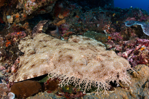 Plongée sous-marine en Indonésie