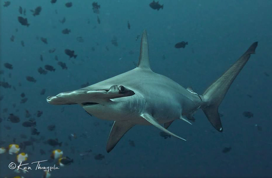 Découvrez les requins marteaux lors d'une croisière plongée en mer de Banda