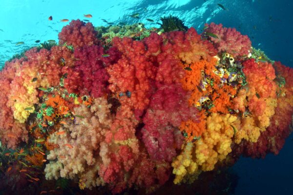 Hammerhead Shark Diving misool colorful soft coral