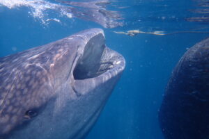Whale shark Triton Bay