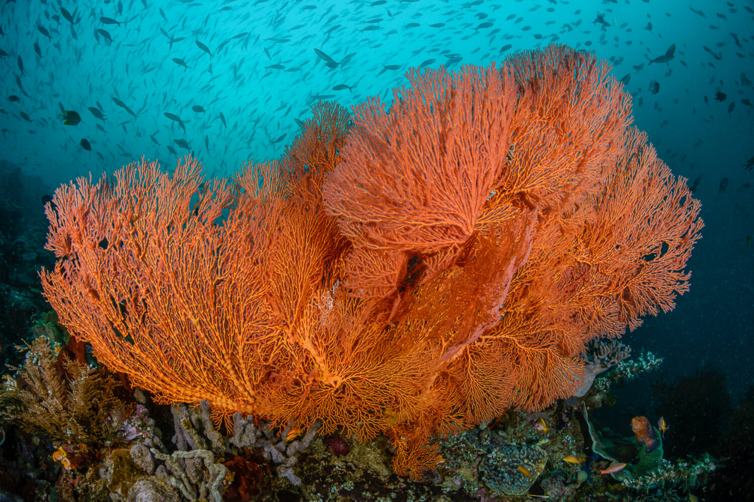 Scuba Diving Liveaboard soft coral