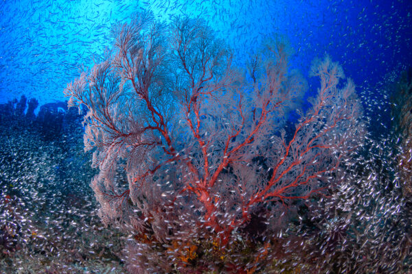 misool diving cruisingrajaampat seafan glassfish coralreef softcoral
