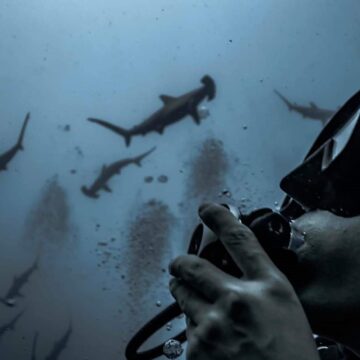 Scuba Diving Liveaboard indonesia hammerhead shark