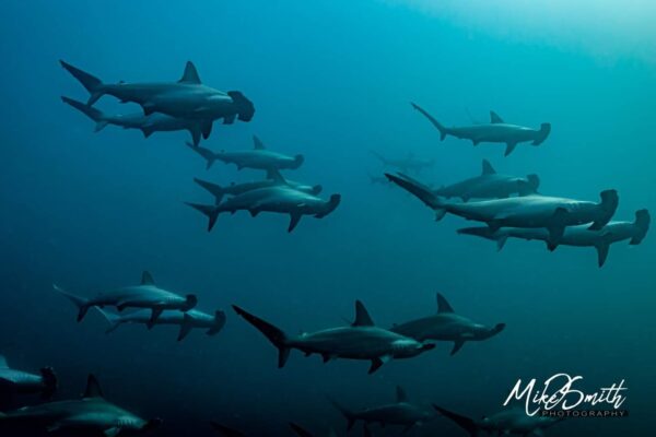 Hammerhead Shark Diving schoolinghammerheads cruisingbandasea