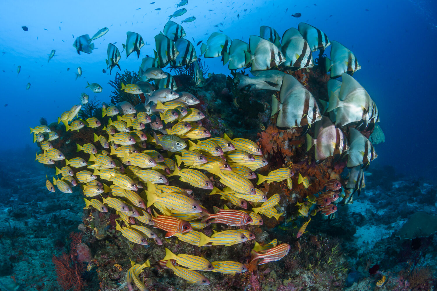 Schooling fish Tritonbay