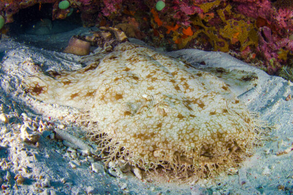 Croisière Plongée Raja Ampat Halmahera diving liveaboard rajaampat Halmahera Wobeggongshark endemicspecies