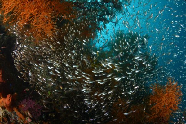 scubadiving raja ampat misool liveaboard soft coral glassfish