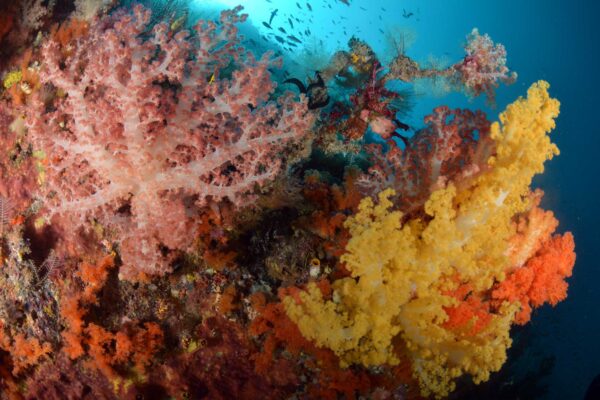misool island colorful soft coral