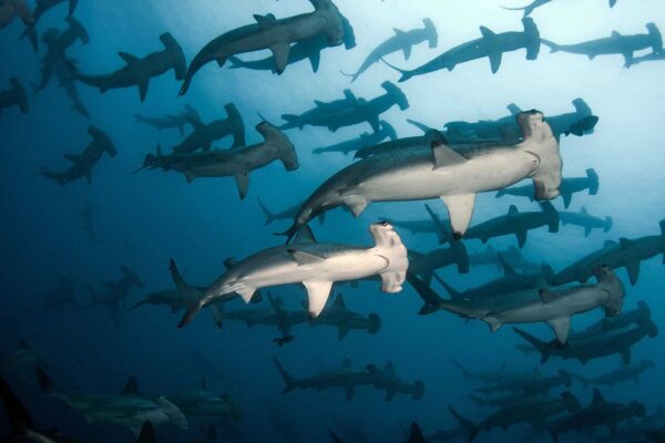 top hammerhead shark diving konjo cruising indonesia cruise Ring of Fire Liveaboard scuba yacht charter