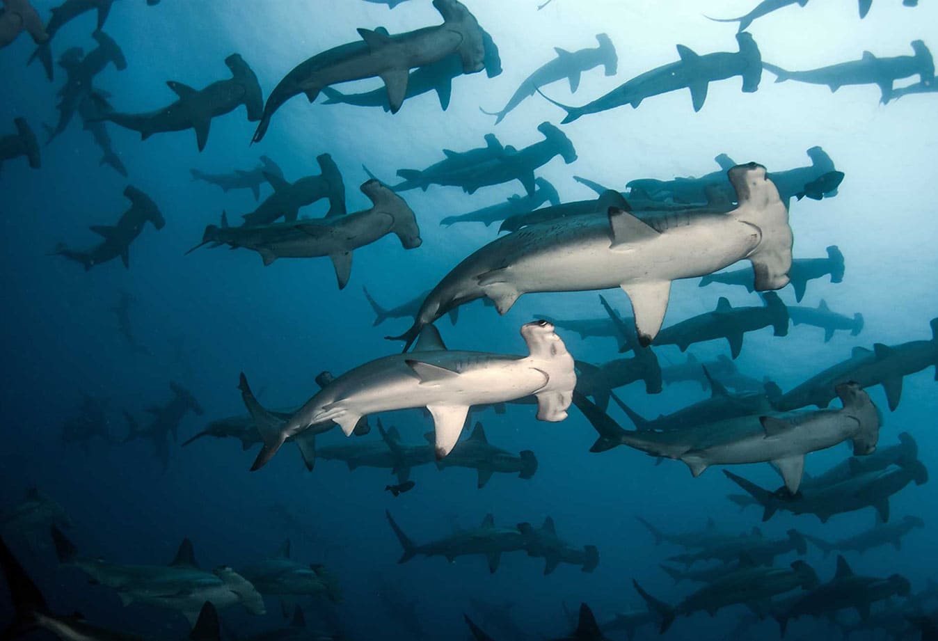 top hammerhead shark diving konjo cruising indonesia cruise Ring of Fire Liveaboard scuba yacht charter