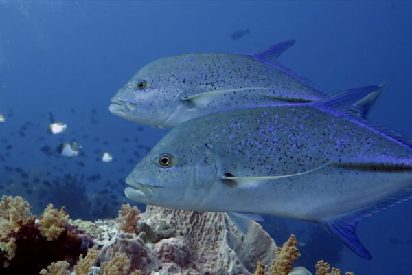 bluefins Trevally Ring of Fire Liveaboard