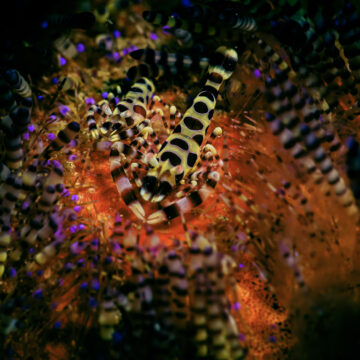 coleman schrimp ambon diving