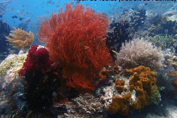 coral reef Croisière plongée Halmahera Liveaboard Indonesia