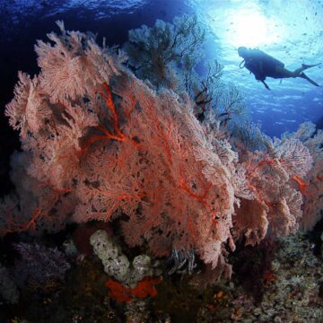 scuba diving liveaboard sharks indonesia raja ampat tritonbay cendrawasih bay