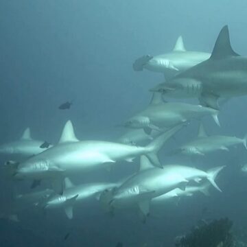 Alor Hammerhead Sharks x