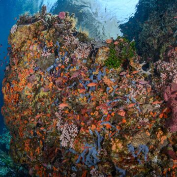 best coral reefs Alor Liveaboard