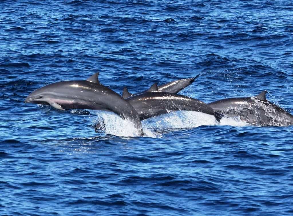 dolphins Alor Liveaboard