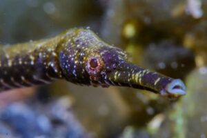 pipefish muck diving Alor Liveaboard