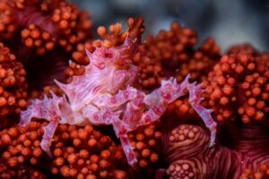soft coral crab Alor Liveaboard