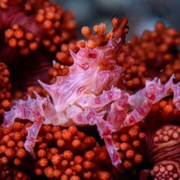 soft coral crab Alor Liveaboard
