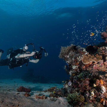 Diving liveaboard Komodo wunderpus photographe sous marin
