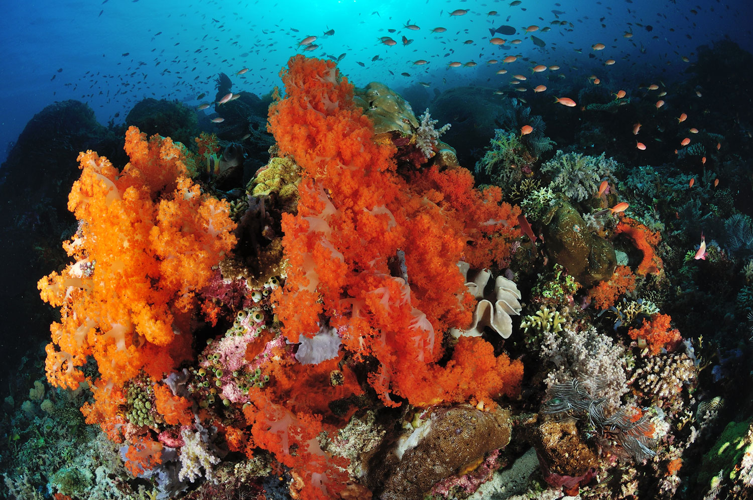 Coraux mous rouges et récifs spectaculaires lors d'une croisière plongée Sud Komodo