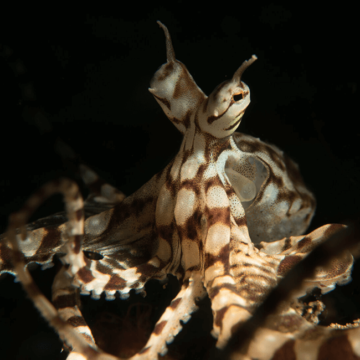 Croisière plongée Komodo wunderpus pieuvre