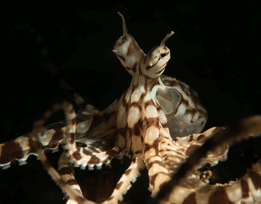 Croisière plongée Komodo wunderpus pieuvre