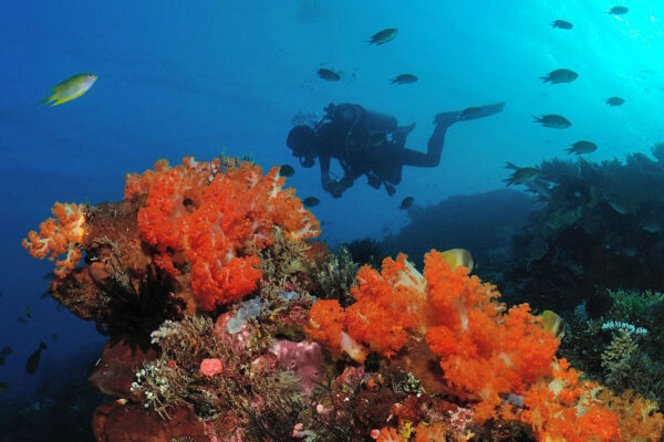 recifs spectaculaires croisiere plongee komodo sud exploration plongeur experimente coraux mous expedition plongee konjo