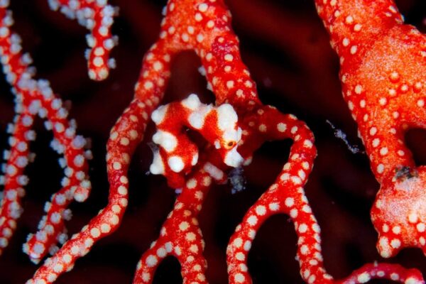 meilleure plongée macro indonésie hippocampe pygmée denise rouge raja ampat misool halmahera