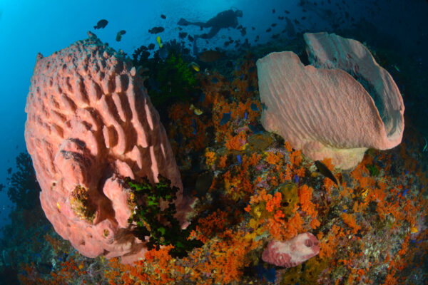 les plus beaux récifs planète indonésie plongeur mer de banda manuk éponges barrique alcyonnaires orange