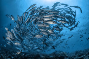 banc de poisson carangues gros yeux meilleur site de plongée halmahera photo sous marine grand angle
