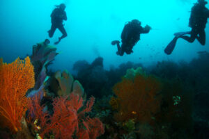 experienced divers remote diving expedition konjo cruising indonesia exclusive underwater exploration