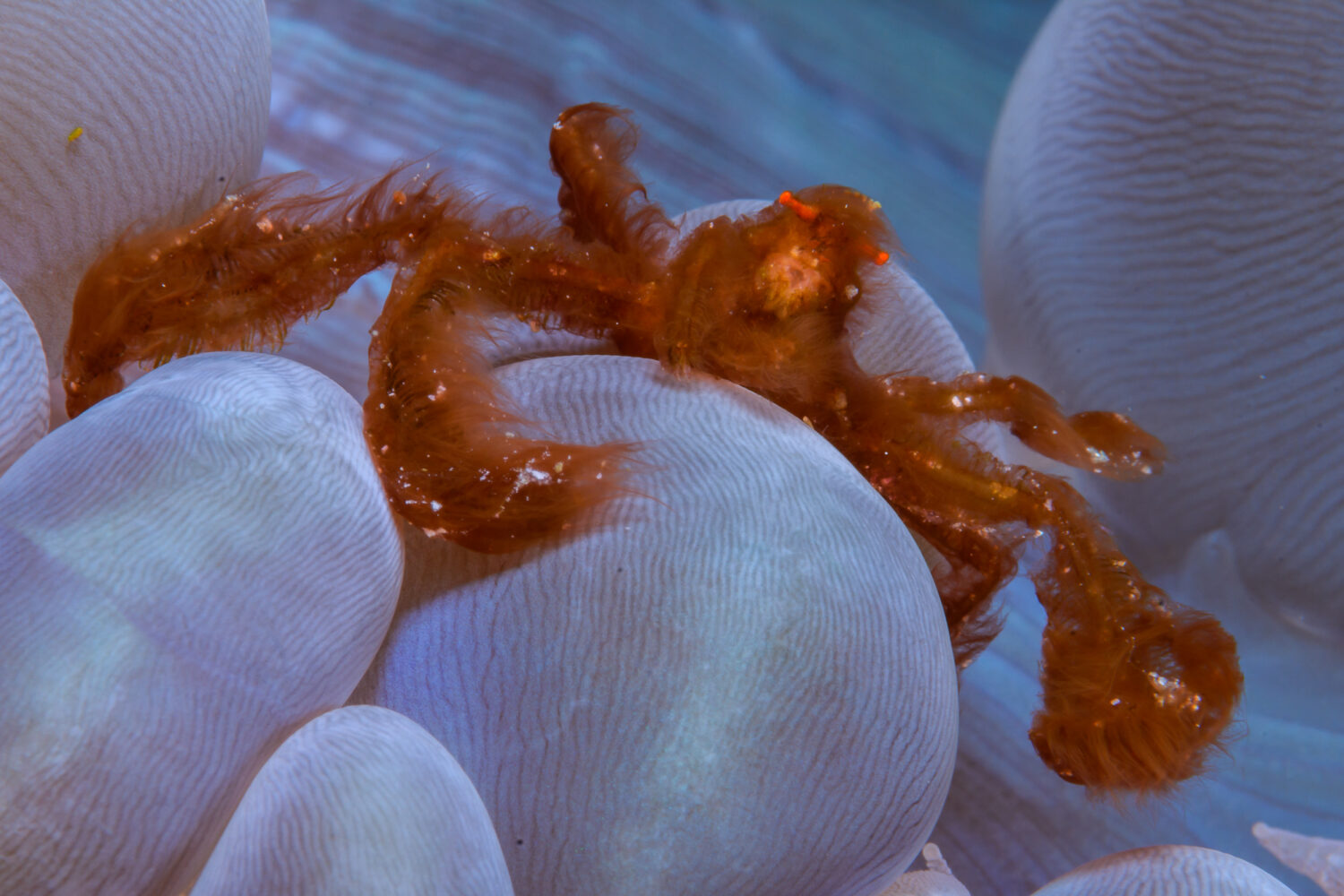 macro plongée bio indonésie crabe orang outan bubble coral plonger meilleurs sites alor halmahera raja ampat