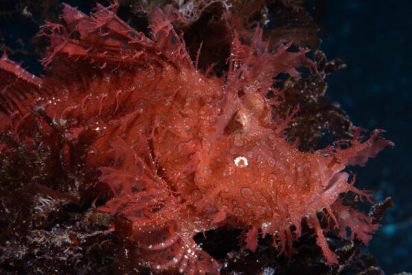 meilleure plongée muck indonésie détroit lembeh ambon tulemben rhinopias rouge créatures sous marine éranges