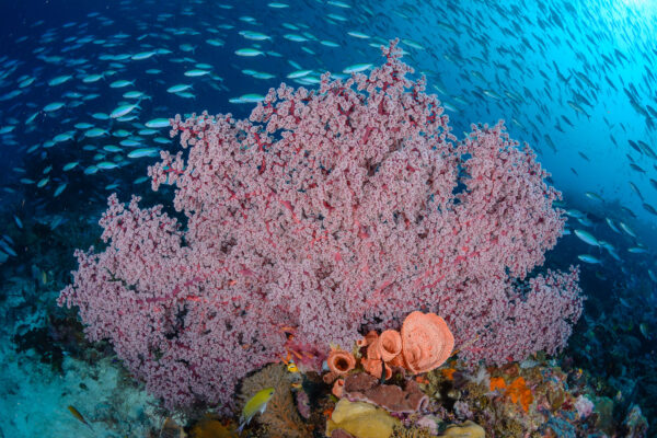 Capital of the soft coral raja ampat indonesia gorgonian seafan fusiliers konjo cruising indonesia david guillemet