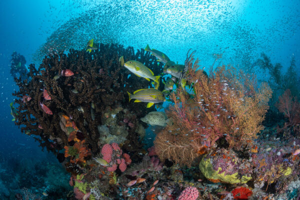 Raja Ampat diving Expedition christmas 2025 wayag luxury liveaboard land excursion soft adventure discovery