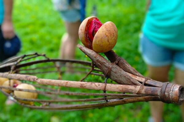 nutmeg harvesting basket ai pulau spice plantation tour konjo cruising indonesia