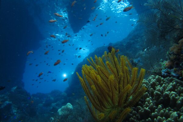 Boo window Misool Raja Ampat feather star diving liveaboard