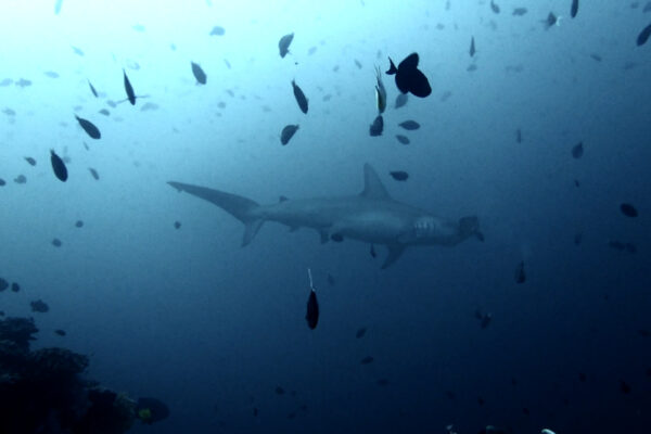 Requin-marteau halicorne évoluant au-dessus des récifs profonds de Suanggi, en mer de Banda, Indonésie.