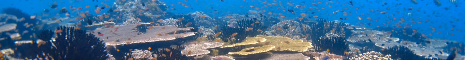 Healthy coral Reef of Halmahera North Maluku Patintie Strait diving expedition 2028 anthias table coral fish soup tubastrea