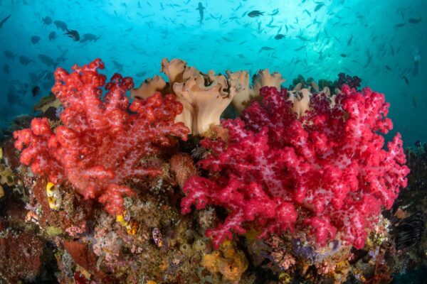Coral Reef David Guillemet Raja Ampat Misool Diving liveaboard