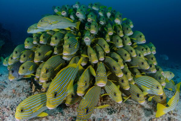 Schooling Fish David Guillemet Sweetlips bowl Cape Kri