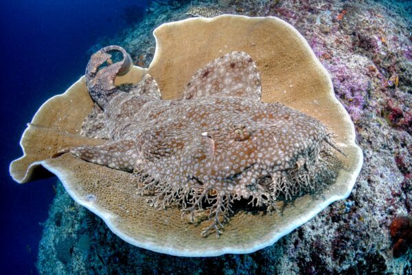Wobbegong shark Misool Liveaboard diving Raja Ampat Magic Mountain