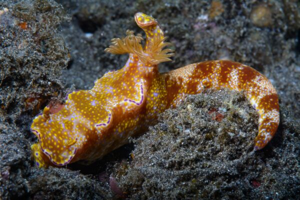 Nudibranche Ceratosoma évoluant sur le fond volcanique de la baie d'Ambon, en Indonésie. David Guillemet