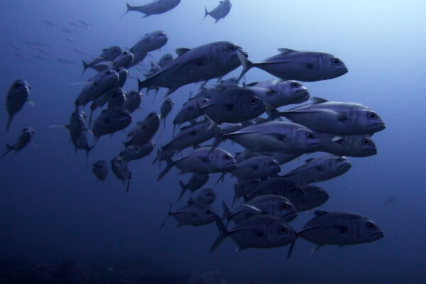 Grand banc de carangues gros yeux évoluant au-dessus des récifs préservés de Serua, dans la Wild Banda Sea, en Indonésie.