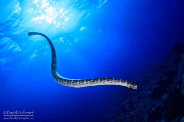 Serpent marin évoluant au-dessus des récifs volcaniques de l'île de Manuk, au cœur de la Wild Banda Sea, en Indonésie.