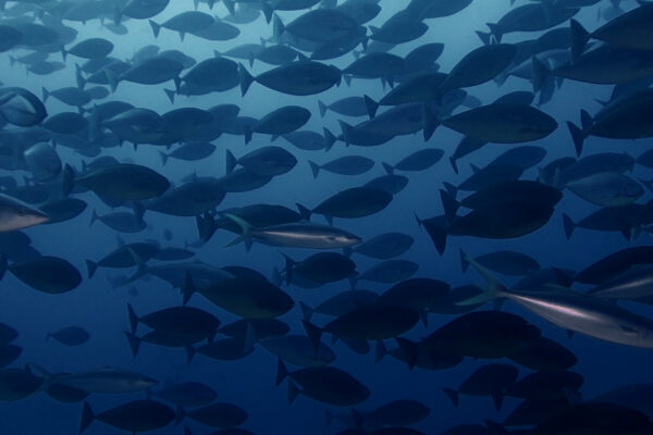 Grand banc de poissons-chirurgiens au-dessus des récifs préservés de Nil Desperandum, au cœur de la Wild Banda Sea, en Indonésie.